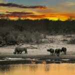 What Are the Best Safari Experiences for Wildlife Enthusiasts?