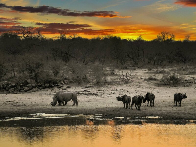 What Are the Best Safari Experiences for Wildlife Enthusiasts?