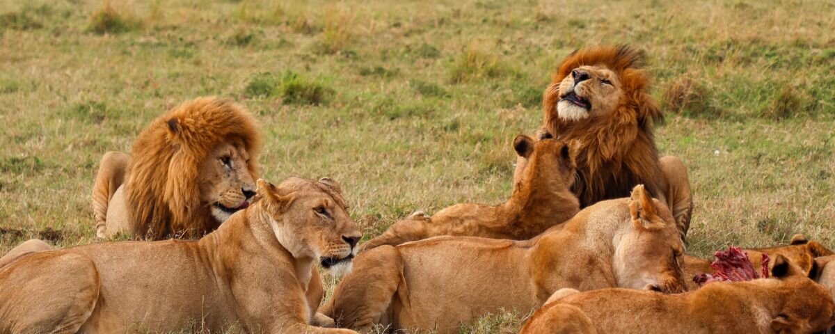 What Are the Best Safari Holidays in Kenya for 2026?
