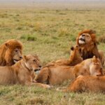 What Are the Best Safari Holidays in Kenya for 2026?