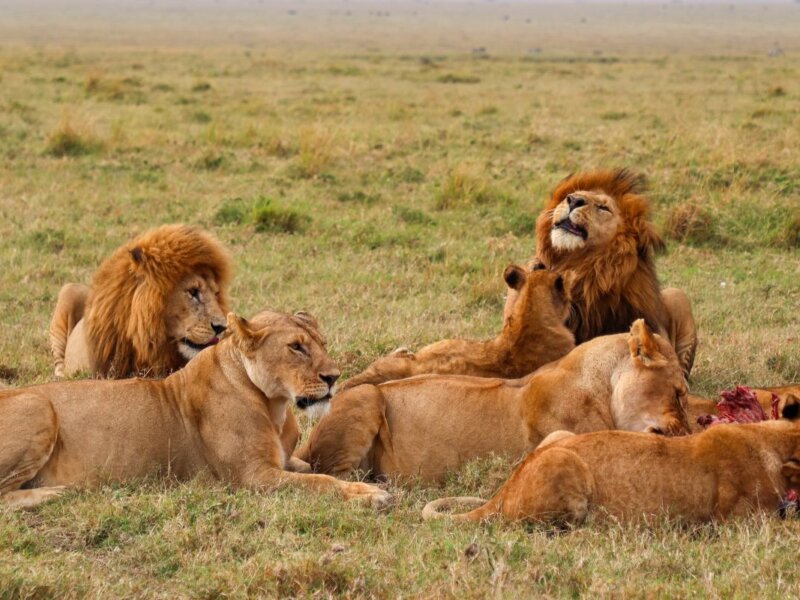 What Are the Best Safari Holidays in Kenya for 2026?
