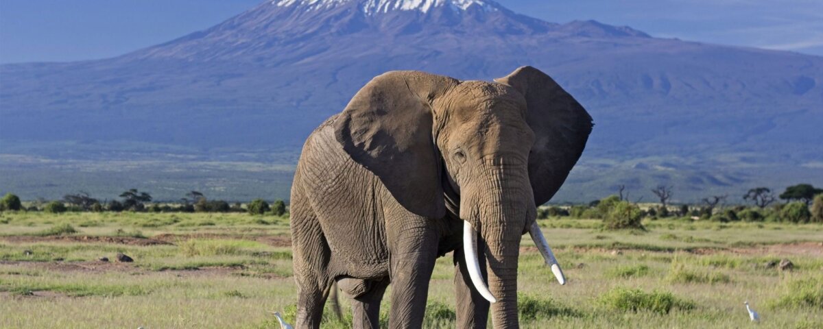 What Are the Best Safari Parks for Elephant Photography?