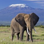 What Are the Best Safari Parks for Elephant Photography?