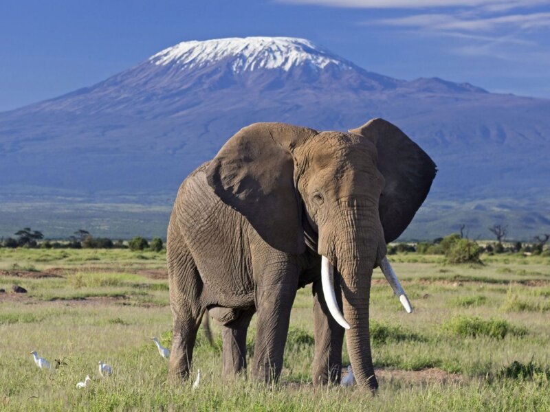 What Are the Best Safari Parks for Elephant Photography?