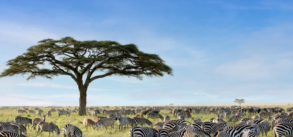 What Are the Best Safari Parks for Exclusive Wildlife Sightings?
