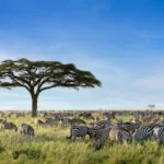 What Are the Best Safari Parks for Exclusive Wildlife Sightings?