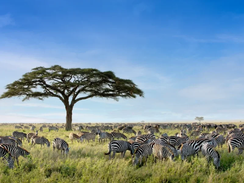 What Are the Best Safari Parks for Exclusive Wildlife Sightings?