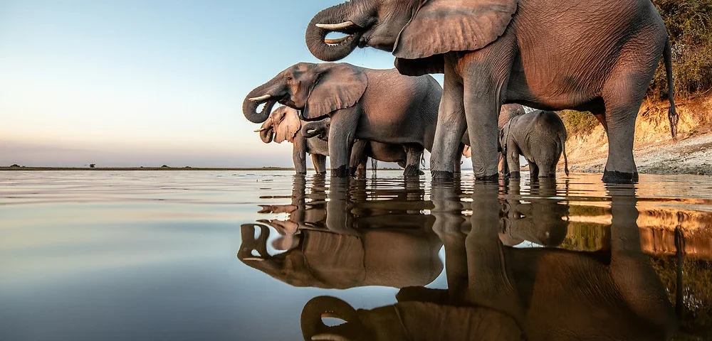 What Are the Best Safari Parks for Photographers in Africa?