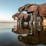 What Are the Best Safari Parks for Photographers in Africa?