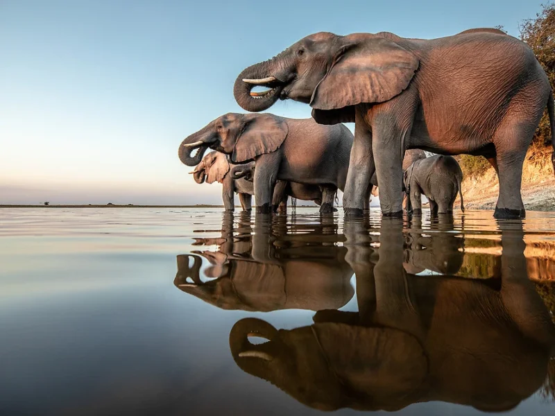 What Are the Best Safari Parks for Photographers in Africa?