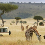 What Are the Best Safari Parks for Scenic Game Drives?