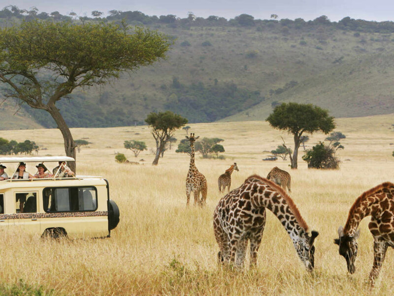 What Are the Best Safari Parks for Scenic Game Drives?