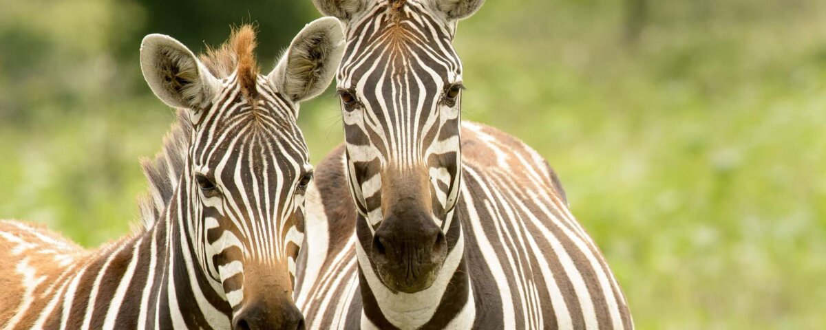 What Are the Best Safari Parks for Seeing Zebras in Kenya?