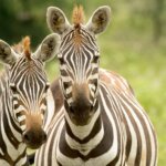 What Are the Best Safari Parks for Seeing Zebras in Kenya?