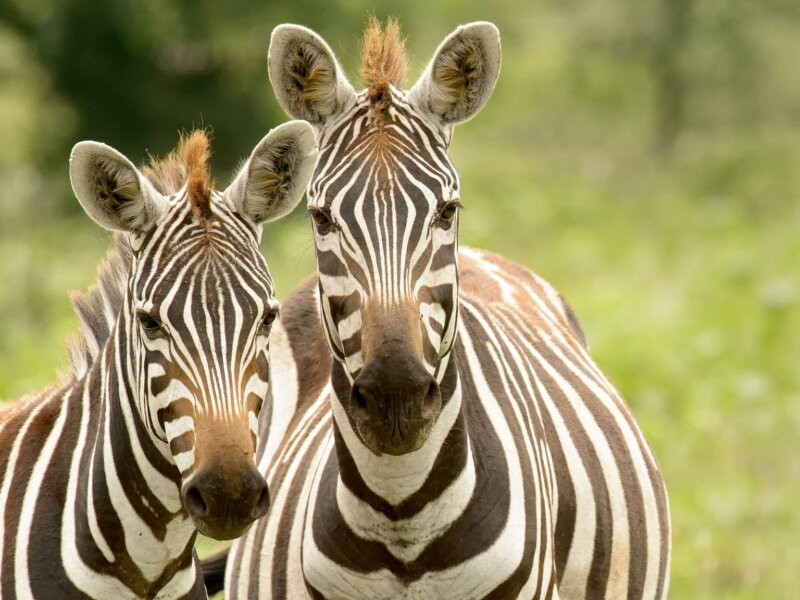 What Are the Best Safari Parks for Seeing Zebras in Kenya?