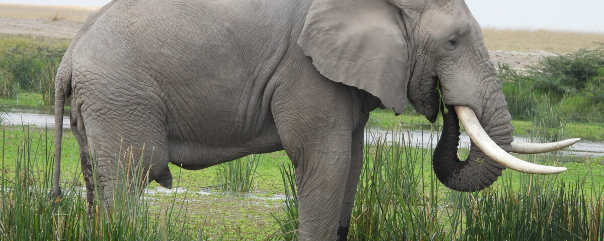 What Are the Best Safari Parks for Seeing the Big Five in Kenya?