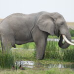 What Are the Best Safari Parks for Seeing the Big Five in Kenya?