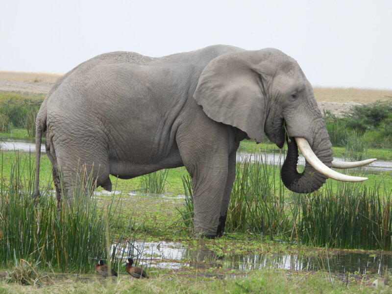 What Are the Best Safari Parks for Seeing the Big Five in Kenya?