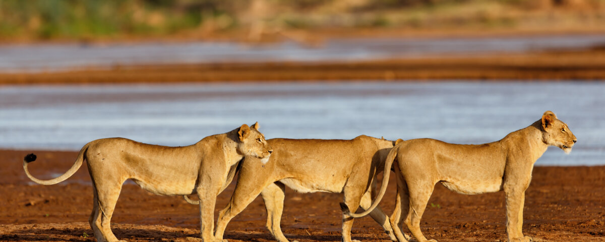 What Are the Best Safari Parks for Wildlife Conservation in Kenya?