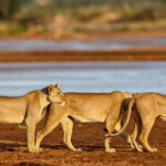 What Are the Best Safari Parks for Wildlife Conservation in Kenya?