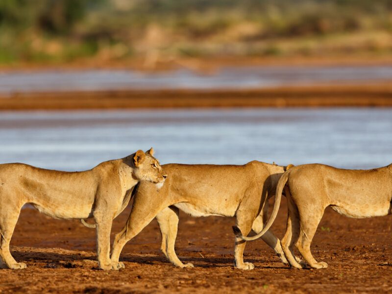 What Are the Best Safari Parks for Wildlife Conservation in Kenya?