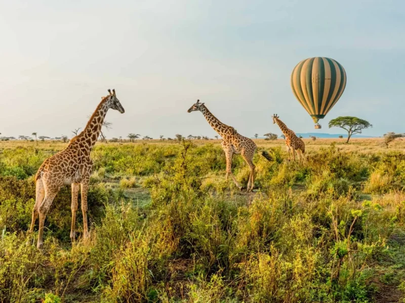 What Are the Best Safari Parks for Wildlife Encounters in Kenya?