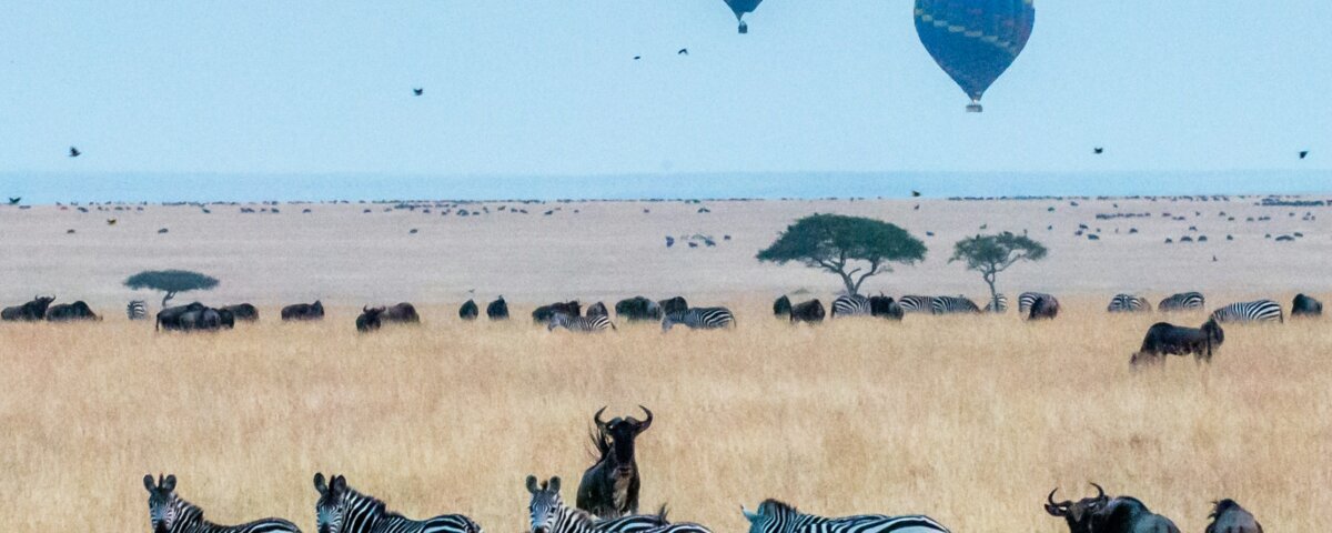 What Are the Best Safari Tours During the Great Migration?