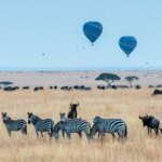 What Are the Best Safari Tours During the Great Migration?