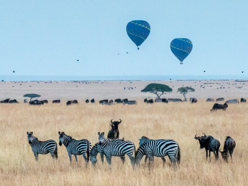What Are the Best Safari Tours During the Great Migration?