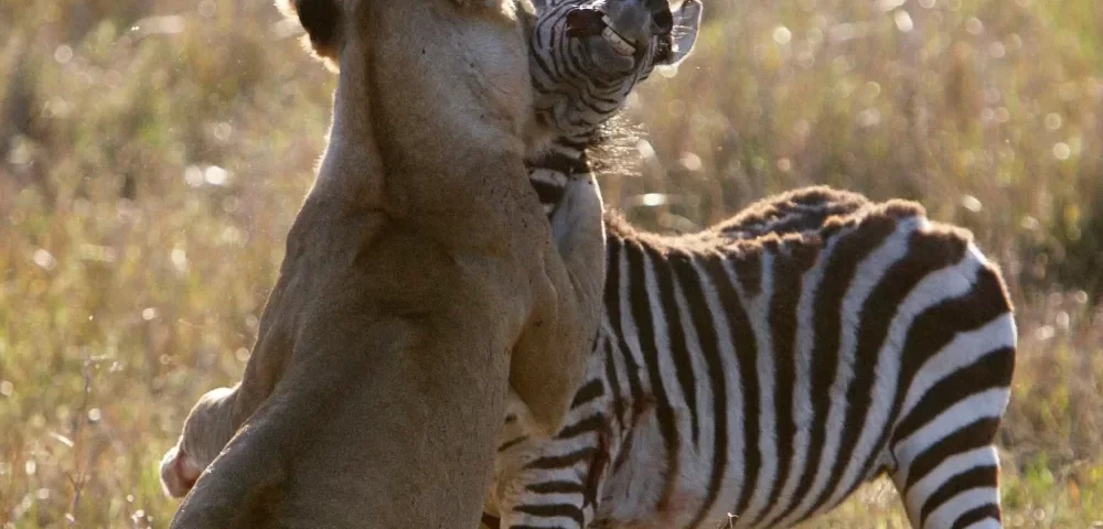 What Are the Best Safari Tours for Couples in Africa?