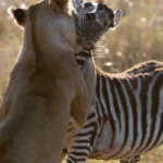 What Are the Best Safari Tours for Couples in Africa?