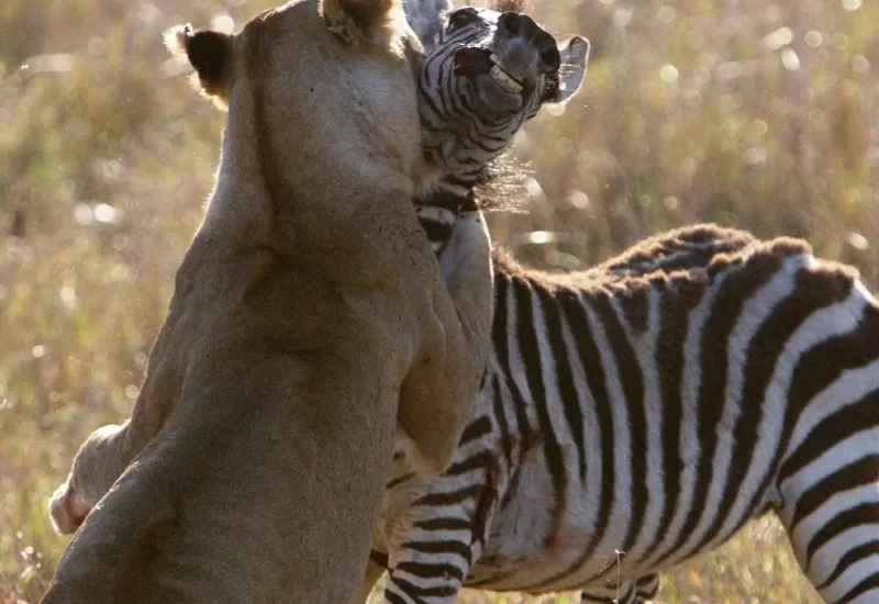 What Are the Best Safari Tours for Couples in Africa?