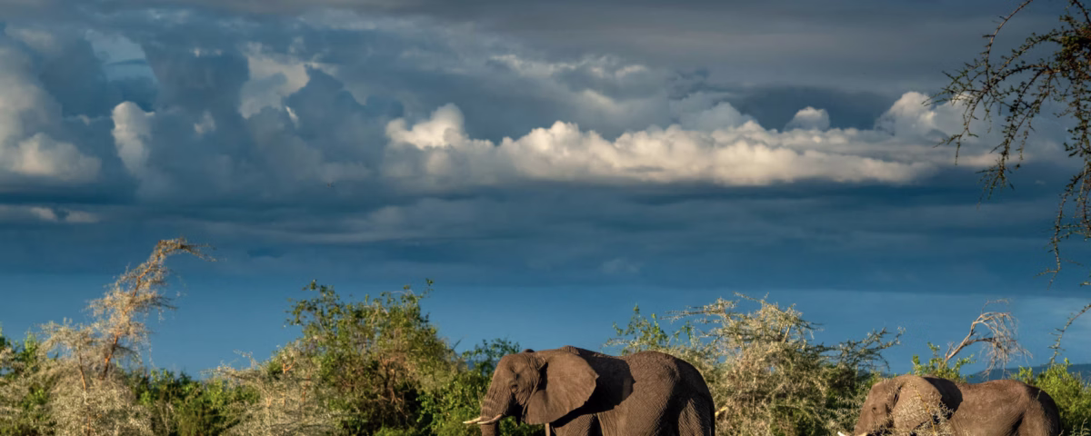 What Are the Best Safari Tours for Family Vacations in Kenya?