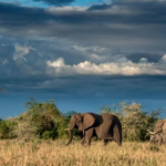 What Are the Best Safari Tours for Family Vacations in Kenya?