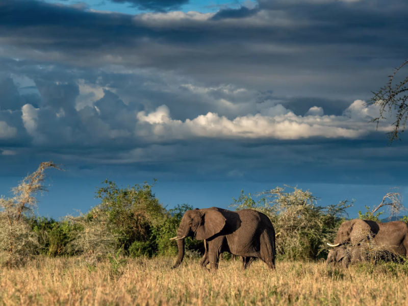 What Are the Best Safari Tours for Family Vacations in Kenya?