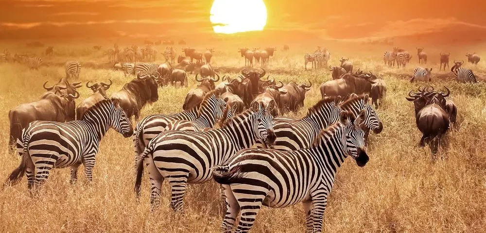 What Are the Best Safari Tours for Migration Viewing?