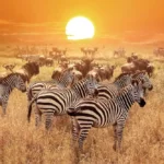 What Are the Best Safari Tours for Migration Viewing?