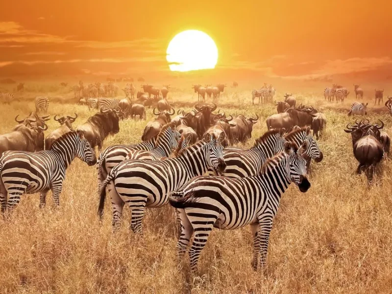 What Are the Best Safari Tours for Migration Viewing?