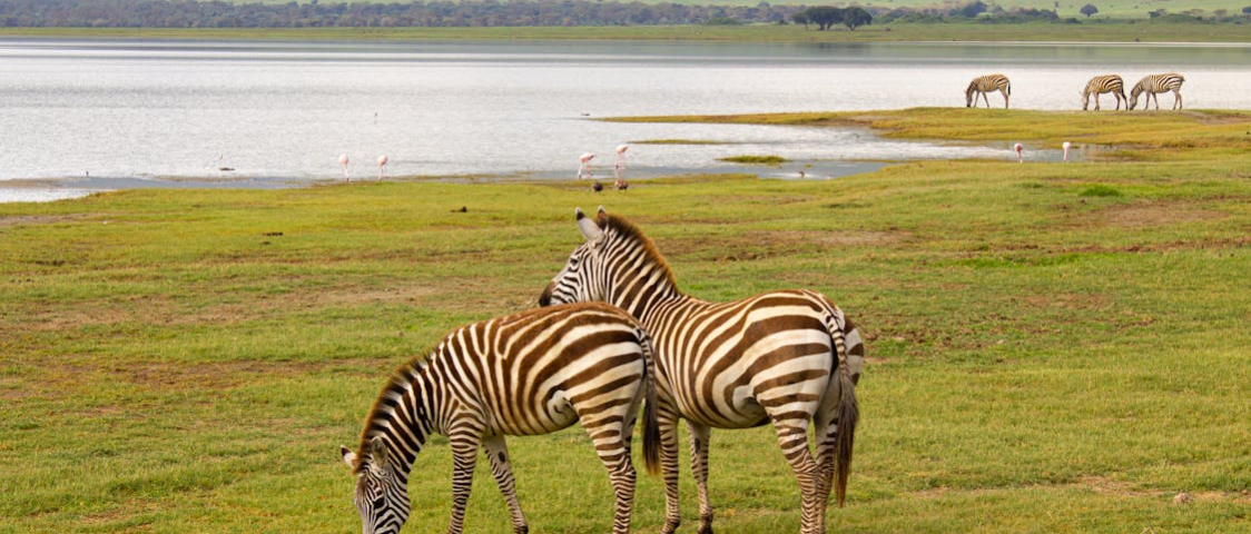 What Are the Best Safari Tours for Wildlife Conservation Lovers?