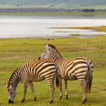 What Are the Best Safari Tours for Wildlife Conservation Lovers?