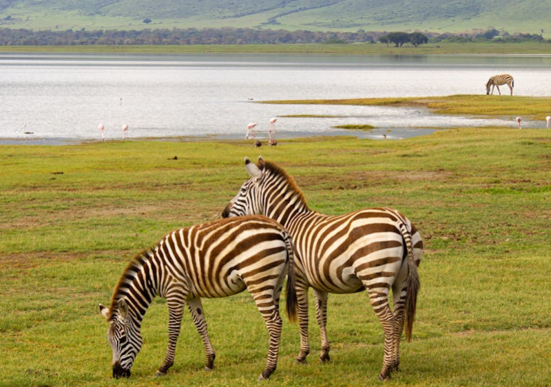 What Are the Best Safari Tours for Wildlife Conservation Lovers?