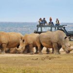 What Are the Best Safari Tours for Wildlife Documentaries?