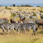 What Are the Best Safari Tours for Wildlife Lovers in Kenya?