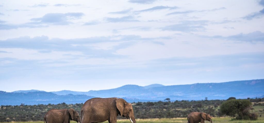 What Are the Best Safari and Cultural Experiences in Kenya?