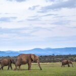 What Are the Best Safari and Cultural Experiences in Kenya?