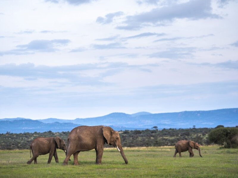 What Are the Best Safari and Cultural Experiences in Kenya?