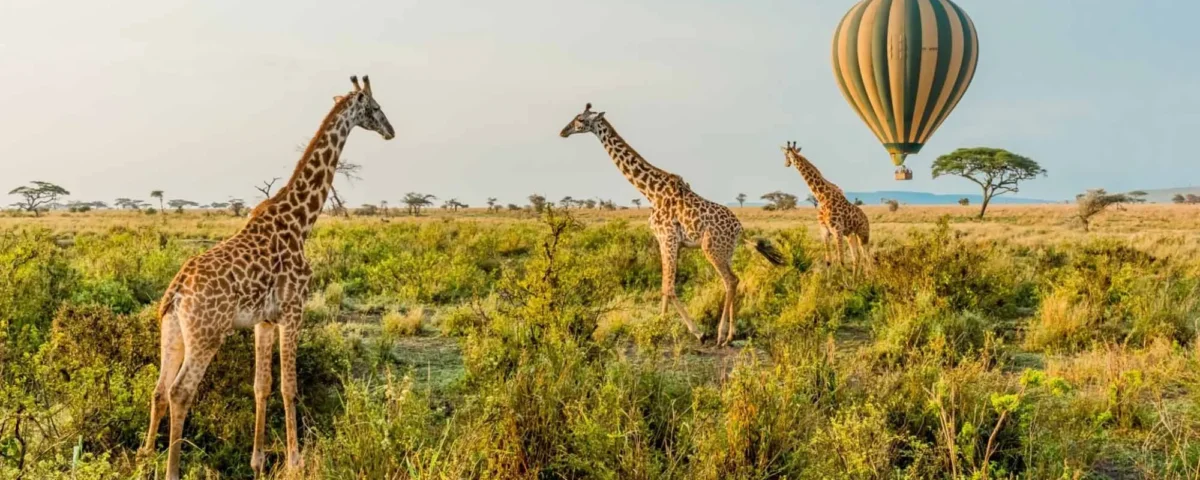 What Are the Best Wildlife Safari Experiences in East Africa?