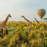 What Are the Best Wildlife Safari Experiences in East Africa?
