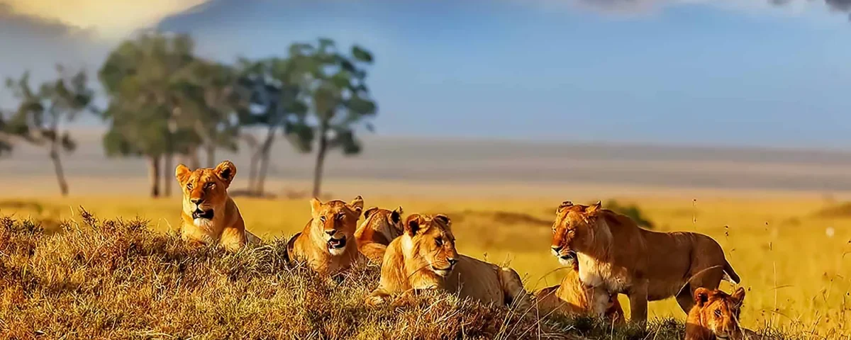 What Are the Best Wildlife Safari Holidays in Kenya?