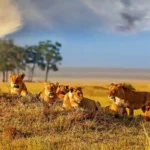 What Are the Best Wildlife Safari Holidays in Kenya?